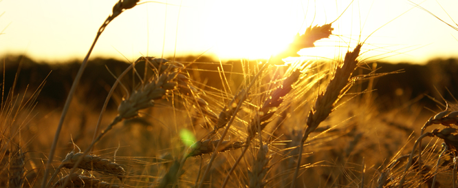 Le numérique : créateur d’emplois dans le secteur agroalimentaire ?